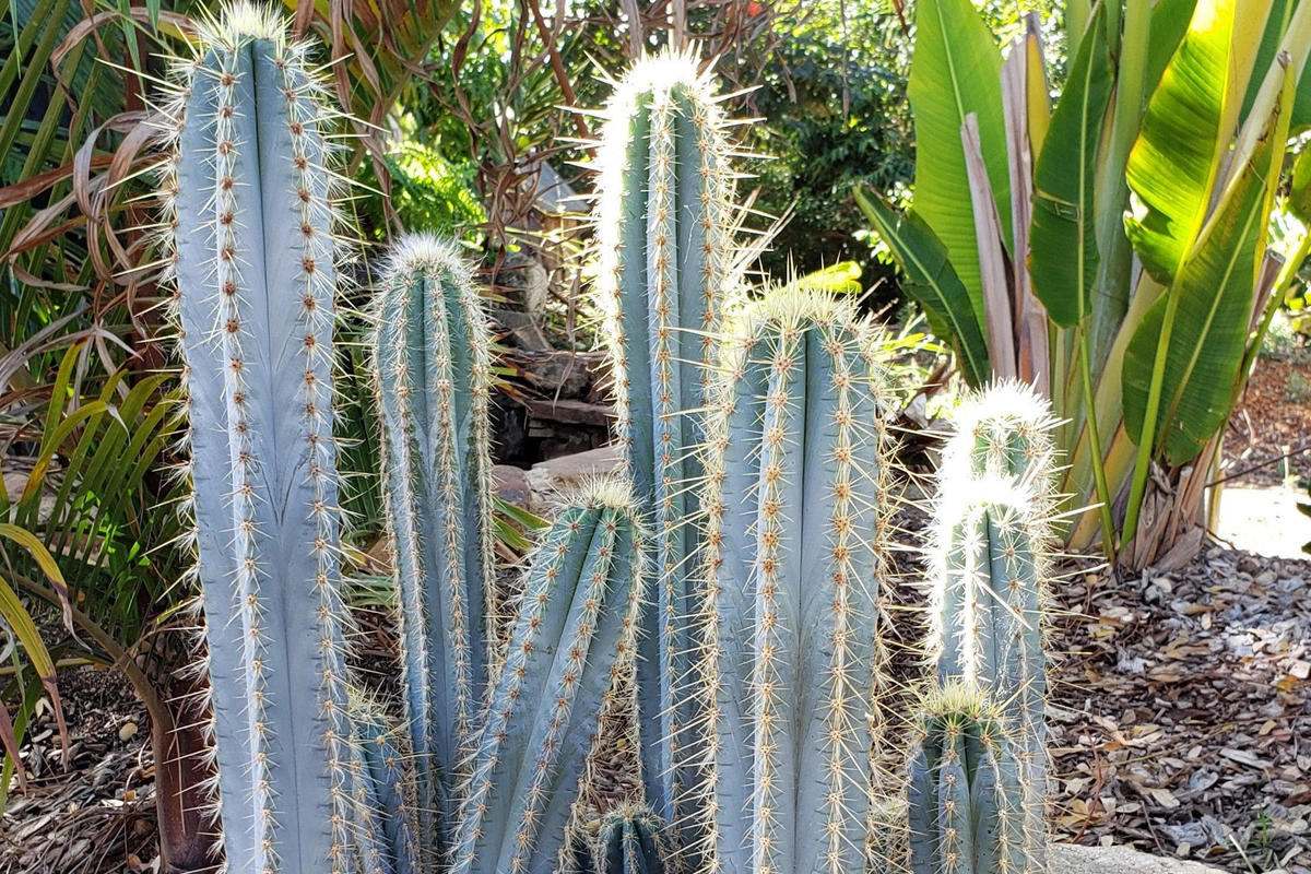 Blue Torch Cactus 4” Live Cutting | Pilosocereus Azureus | Rare Blue-Hued Brazilian Cactus | Easy to Root Night-Blooming Succulent