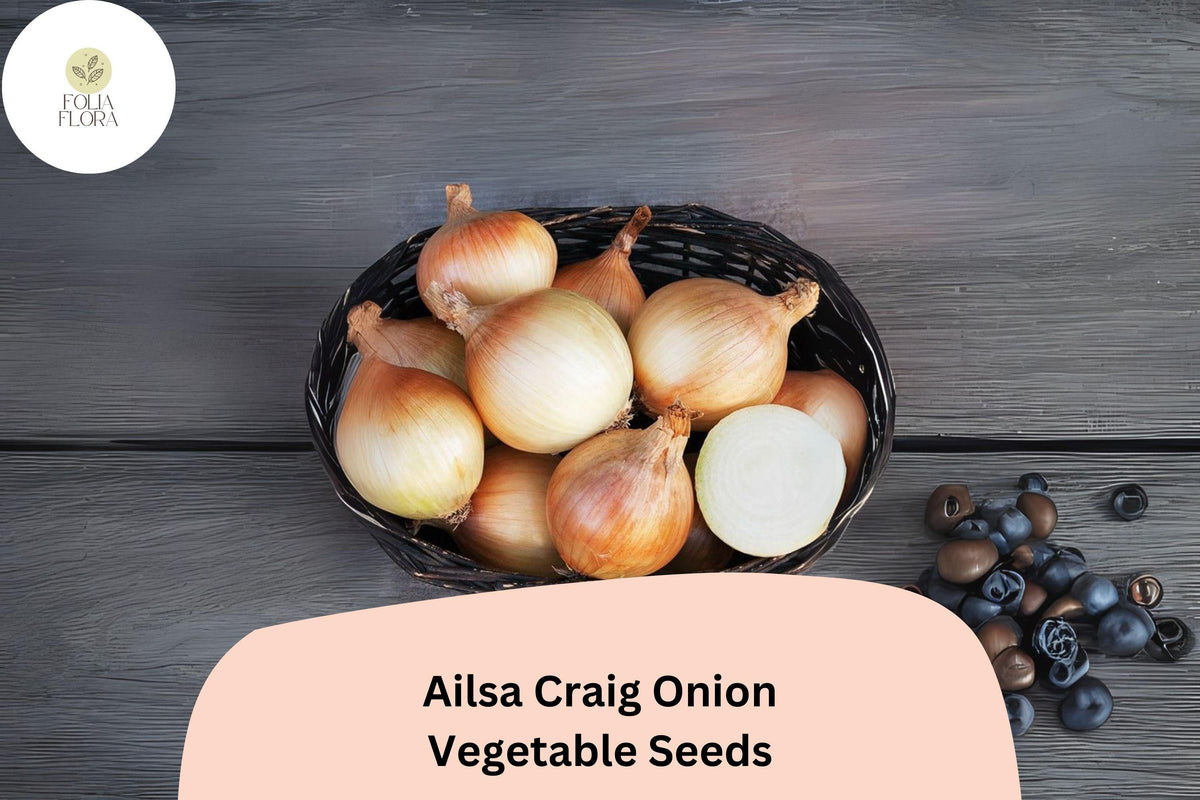 500+ Ailsa Craig Onion Seeds | Heirloom Sweet Allium cepa Garden Planting | Large Bulb, Gourmet Flavor
