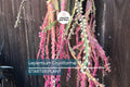 Lepismium cruciforme Super Red Clone Cutting – Trailing Jungle Cactus with Pink Flowers & Edible Red Fruits