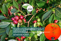 Live Strawberry Guava Tree 1′-2′ | Psidium cattleianum | Tropical Fruit Tree for Gardens & Containers