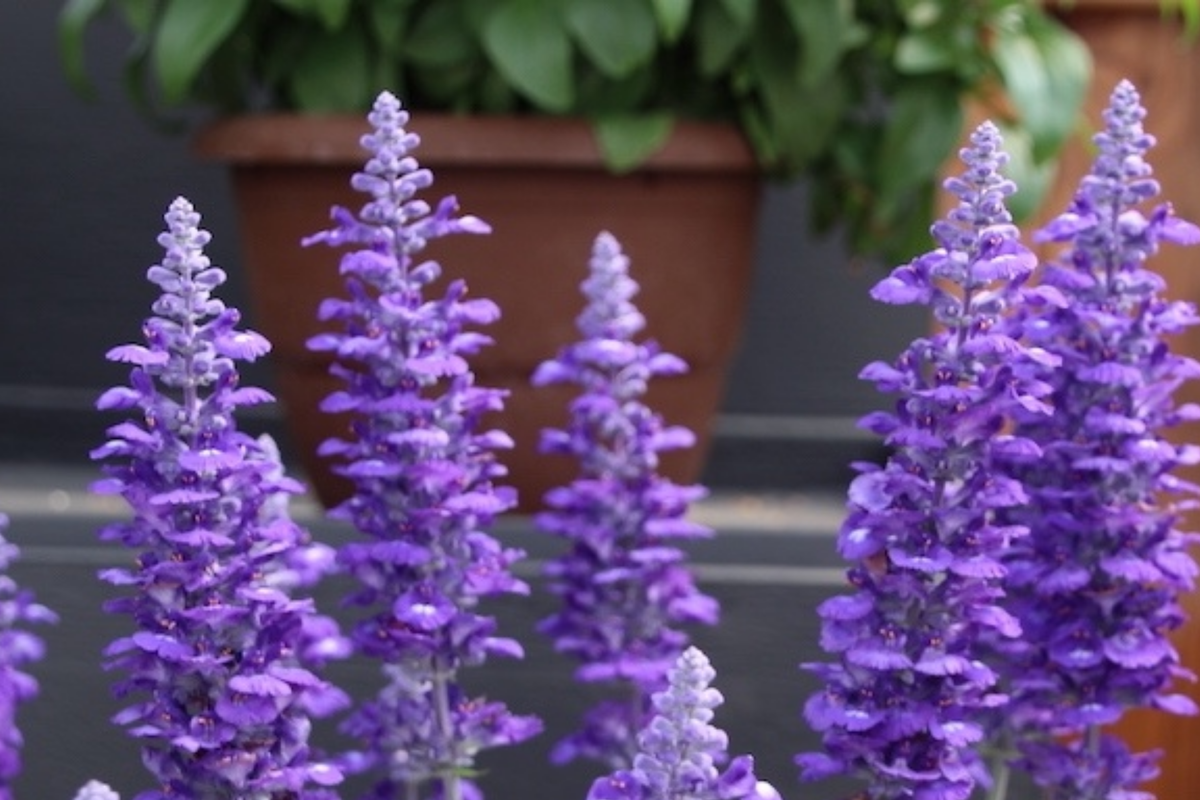 Salvia Sallyfun Blue Lagoon Live Plants, Perennial Flower, Pollinator-Friendly, Drought Tolerant, Vegetative Cuttings