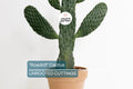 Live "Roadkill" Cactus Cutting – Unique Low-Maintenance Succulent for Indoor & Outdoor Growth, Drought-Tolerant Cacti & Succulents
