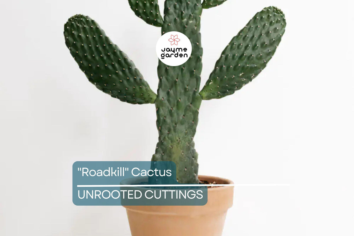 Live "Roadkill" Cactus Cutting – Unique Low-Maintenance Succulent for Indoor & Outdoor Growth, Drought-Tolerant Cacti & Succulents