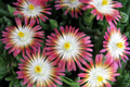 Jewel of Desert Ruby Ice Plant Succulent Cuttings | Delosperma Cooperi Groundcover | Drought-Tolerant, Full Sun, Colorful Flowers