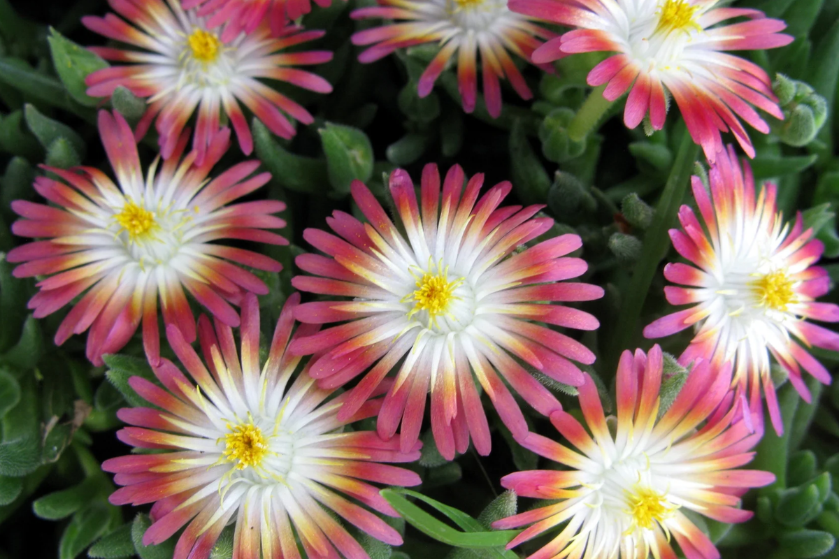 Jewel of Desert Ruby Ice Plant Succulent Cuttings | Delosperma Cooperi Groundcover | Drought-Tolerant, Full Sun, Colorful Flowers