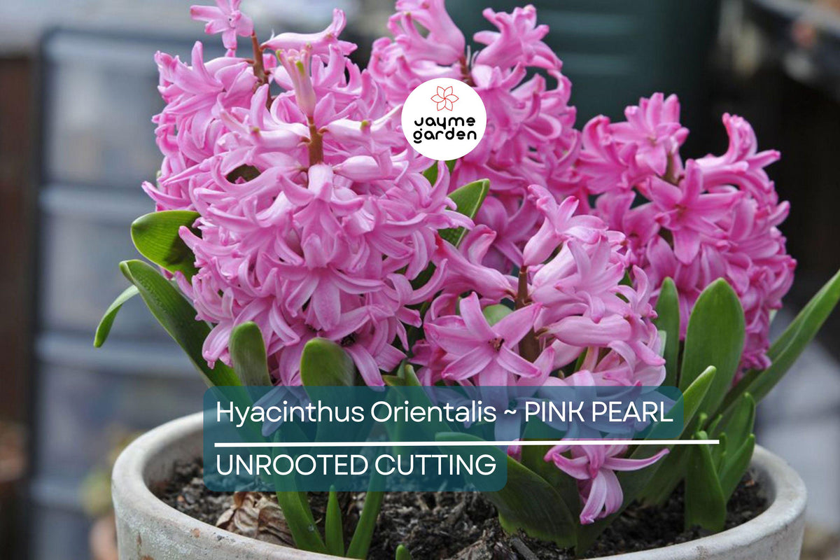 Hyacinth Bulbs Pink Pearl – Fragrant Fuchsia-Purple Flowers, Award-Winning Hyacinthus orientalis for Gardens & Containers