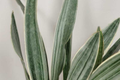 Sansevieria Sayuri Snake Plant Cutting – Silver-Green Live Air-Purifying Indoor Plant (10-12")
