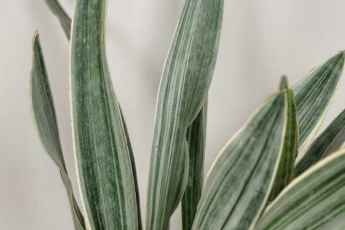Sansevieria Sayuri Snake Plant Cutting – Silver-Green Live Air-Purifying Indoor Plant (10-12")