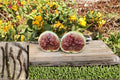 White Adriatic Fig Cuttings - 6-8" Ficus carica Fruit Tree for Garden & Orchard