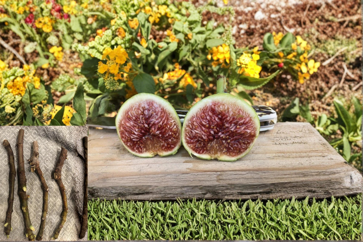 White Adriatic Fig Cuttings - 6-8" Ficus carica Fruit Tree for Garden & Orchard