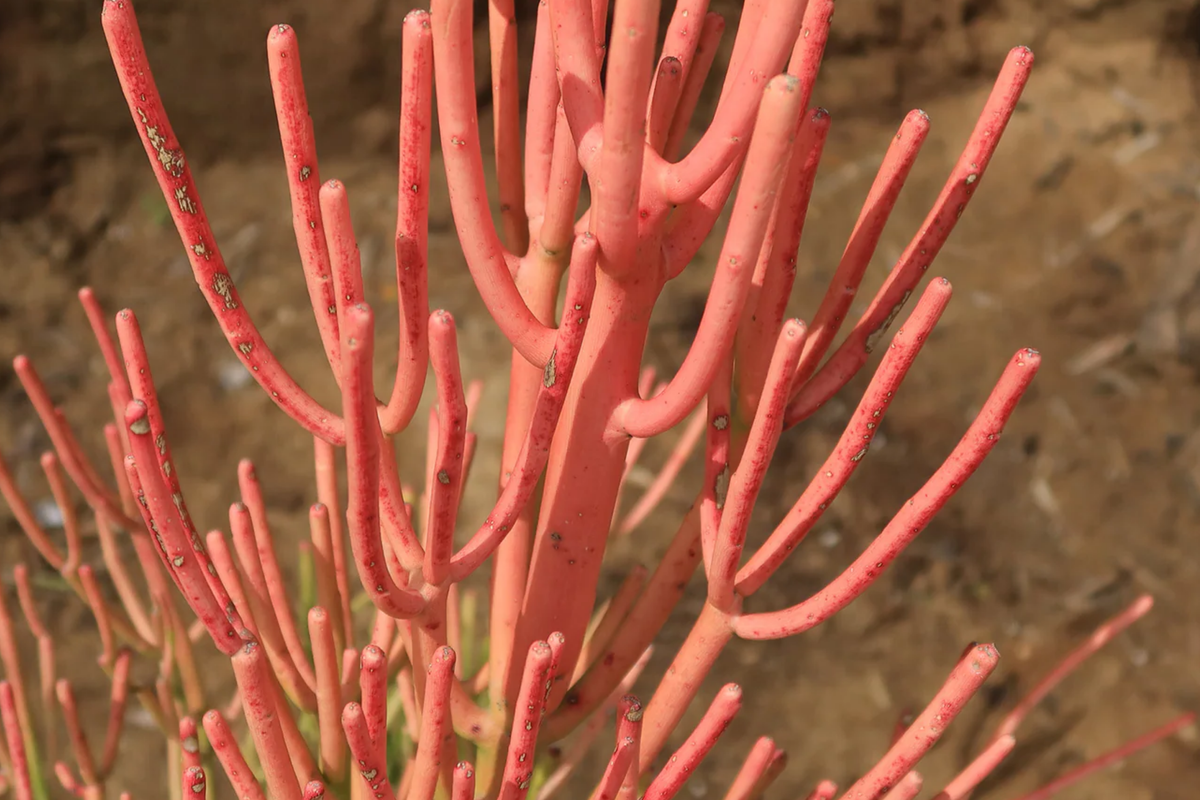 Firestick Pencil Cactus Cuttings 8-12" | Thornless Euphorbia Tirucalli Succulent for Indoor & Outdoor Gardens