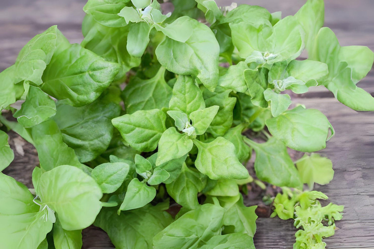 1g New Zealand Spinach Seeds | Heat-Tolerant Leafy Green for Summer Harvests | Tetragonia tetragonioides Heirloom Vegetable