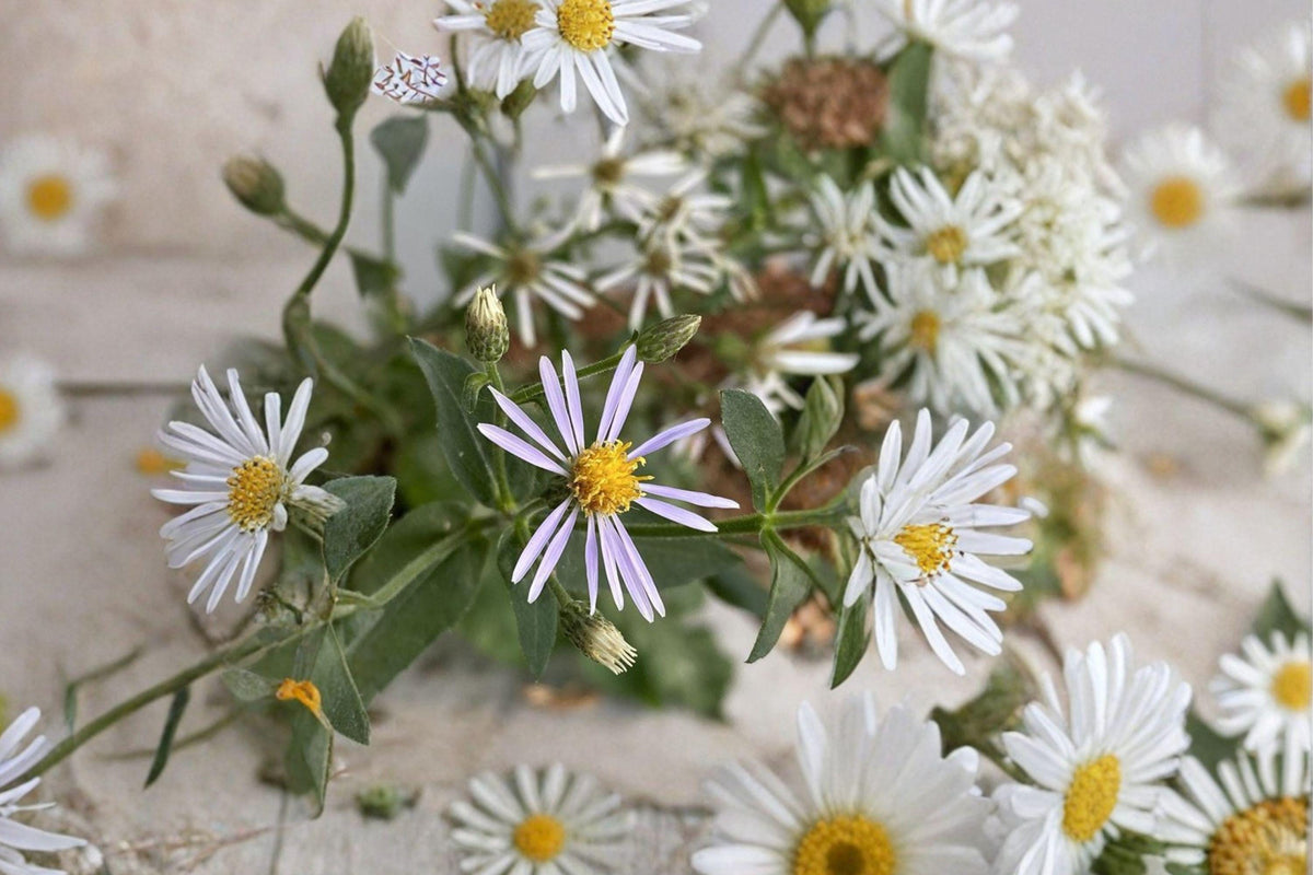 Big Leaved Aster Seeds – Eurybia macrophylla Native Woodland Flower for Shade Gardens, Pollinator Attractant