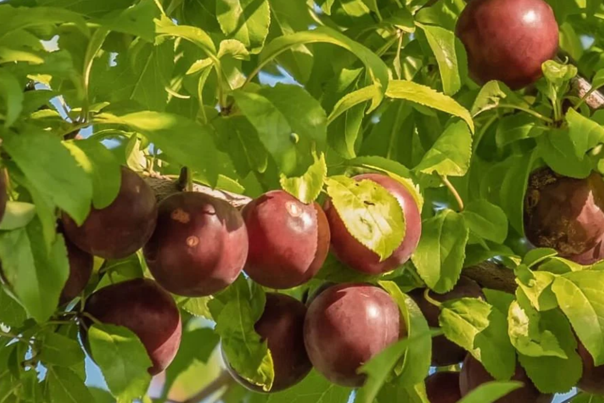 Burbank Plum Fruit Tree Scion Cuttings – 6-10 Inches, Prunus domestica, Grafting & Propagation