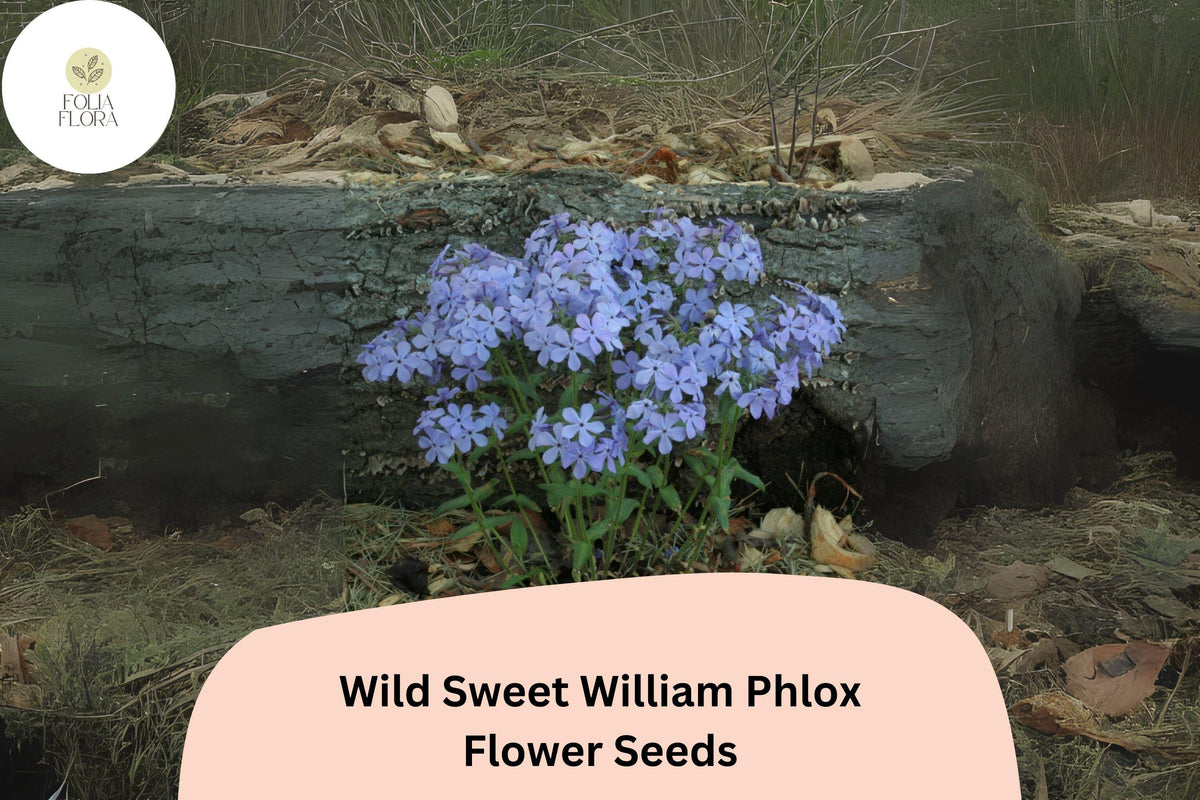 Wild Sweet William Phlox Seeds – Perennial Garden Flower, Pink to Lavender, Phlox maculata, 100+ Seeds
