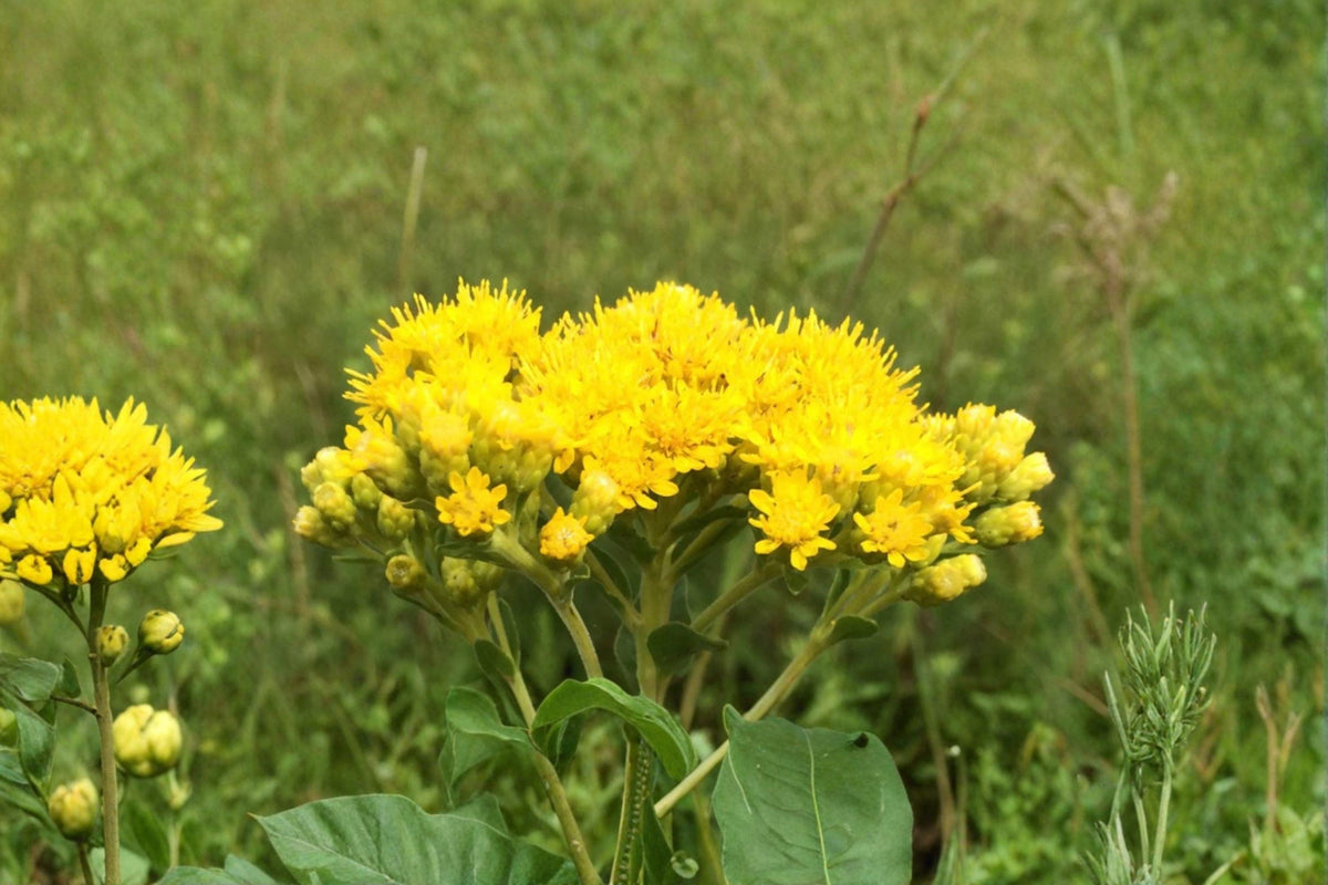 Oligoneuron Rigidum Stiff Goldenrod Seeds – Native Perennial Prairie Wildflower, Drought-Tolerant, Pollinator-Friendly