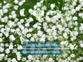 Baby's Breath MIXED COLORS Seeds – Non-GMO Heirloom, Pollinator-Friendly, Delicate White & Pink Blooms, Garden, Cut Flowers, Easy to Grow