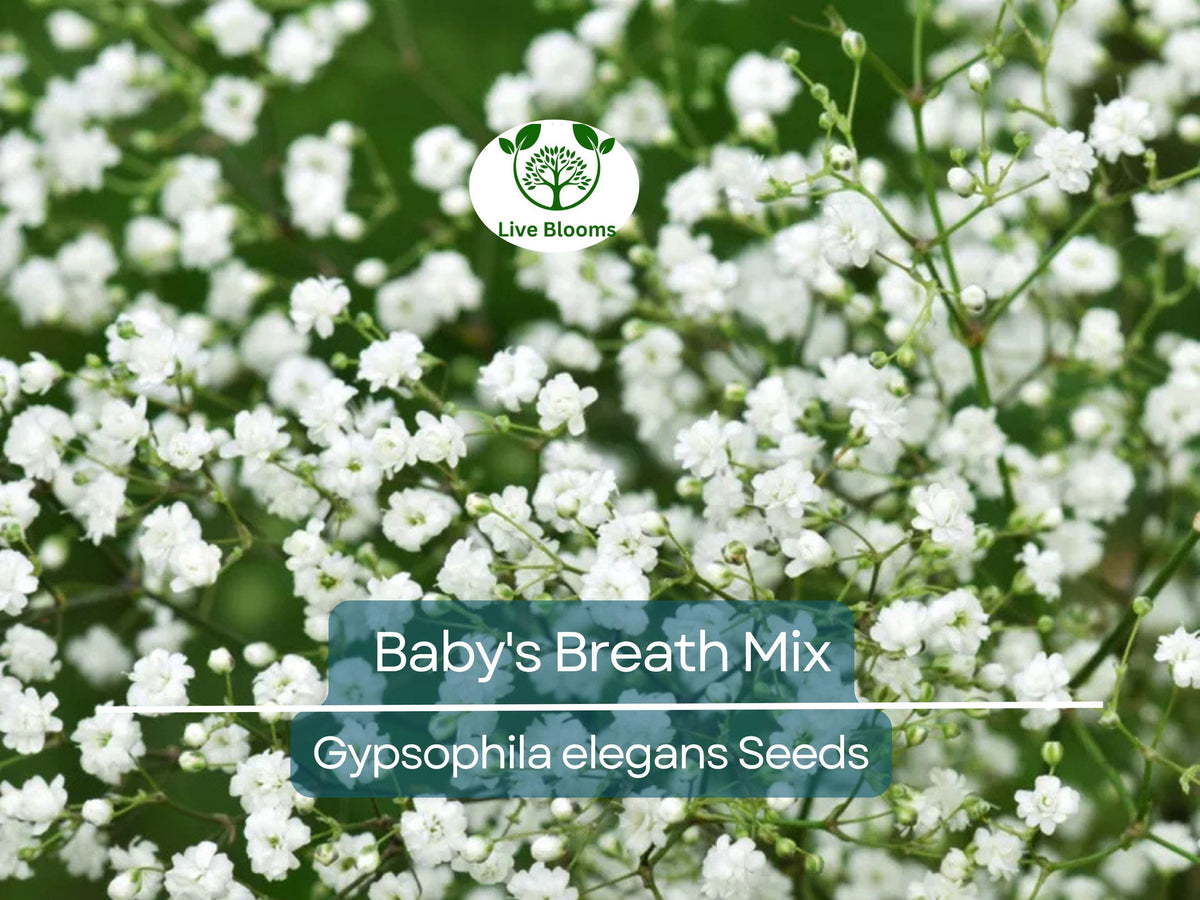 Baby's Breath MIXED COLORS Seeds – Non-GMO Heirloom, Pollinator-Friendly, Delicate White & Pink Blooms, Garden, Cut Flowers, Easy to Grow