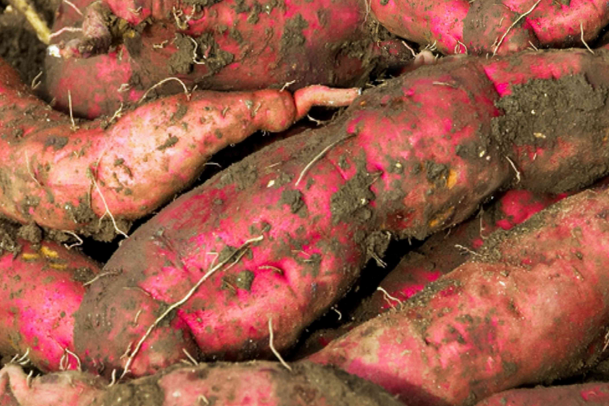 Rooted White Sweet Potato Plants in Pots | Live Ipomoea batatas Vine for Garden or Container Growing