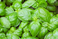 Genovese Basil Seeds | Heirloom NON-GMO | Culinary Herb | Ocimum basilicum | Fresh Garden Seeds