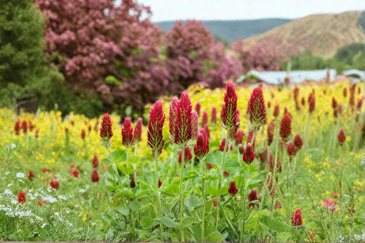 Crimson Clover Seeds – Trifolium incarnatum, Cover Crop & Ornamental Wildflower, Nitrogen-Fixing, Open-Pollinated, 100 Seeds