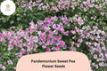 Sweet Pea Seeds | Climbing Annual Vine | Pandemonium Lathyrus odoratus | Vibrant Flower Seeds for Garden Trellises
