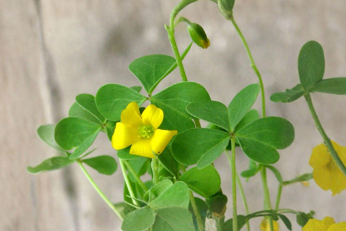 Yellow Wood Sorrel Seeds – Oxalis stricta, Lemon Clover, Native Perennial Herb, Bright Yellow Flowers