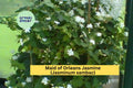 Maid of Orleans Jasmine Live Rooted Starter Plant – Fragrant White Flowers, Jasminum sambac, Tropical Vine/Shrub for Garden & Patio