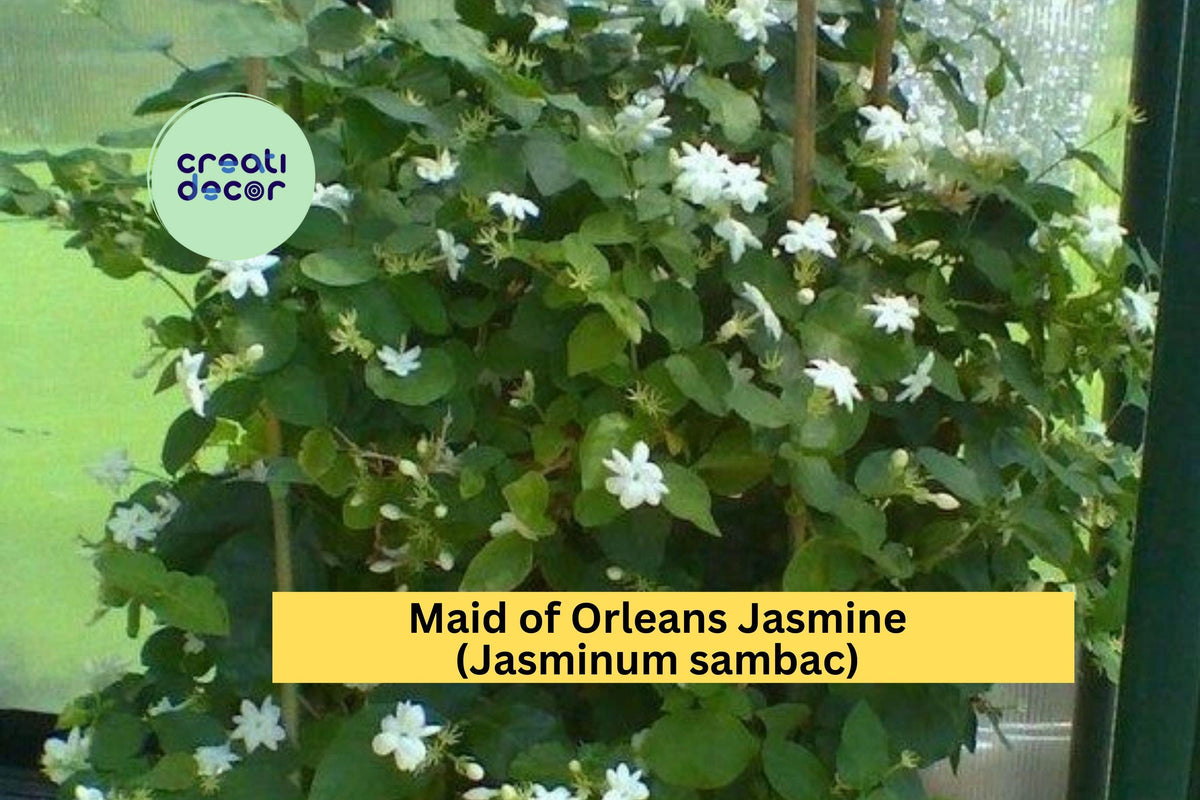 Maid of Orleans Jasmine Live Rooted Starter Plant – Fragrant White Flowers, Jasminum sambac, Tropical Vine/Shrub for Garden & Patio