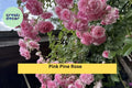 Pink Pine Climbing Rose Cuttings – Heirloom Rosa sp. Fragrant Pink Blooms for Trellises & Gardens
