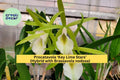 Procatavola Key Lime Stars Orchid – Bare Root Hybrid with Fragrant Lime-Green Blooms, Easy Care Epiphytic Orchid