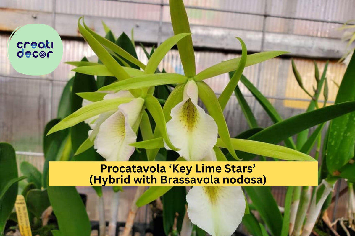 Procatavola Key Lime Stars Orchid – Bare Root Hybrid with Fragrant Lime-Green Blooms, Easy Care Epiphytic Orchid