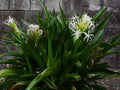 Crinum Lily Rooted Starter Plant - Giant White Spider Lily - Fragrant Tropical Flower - Hardy Bulb Plant - Zone 8-11