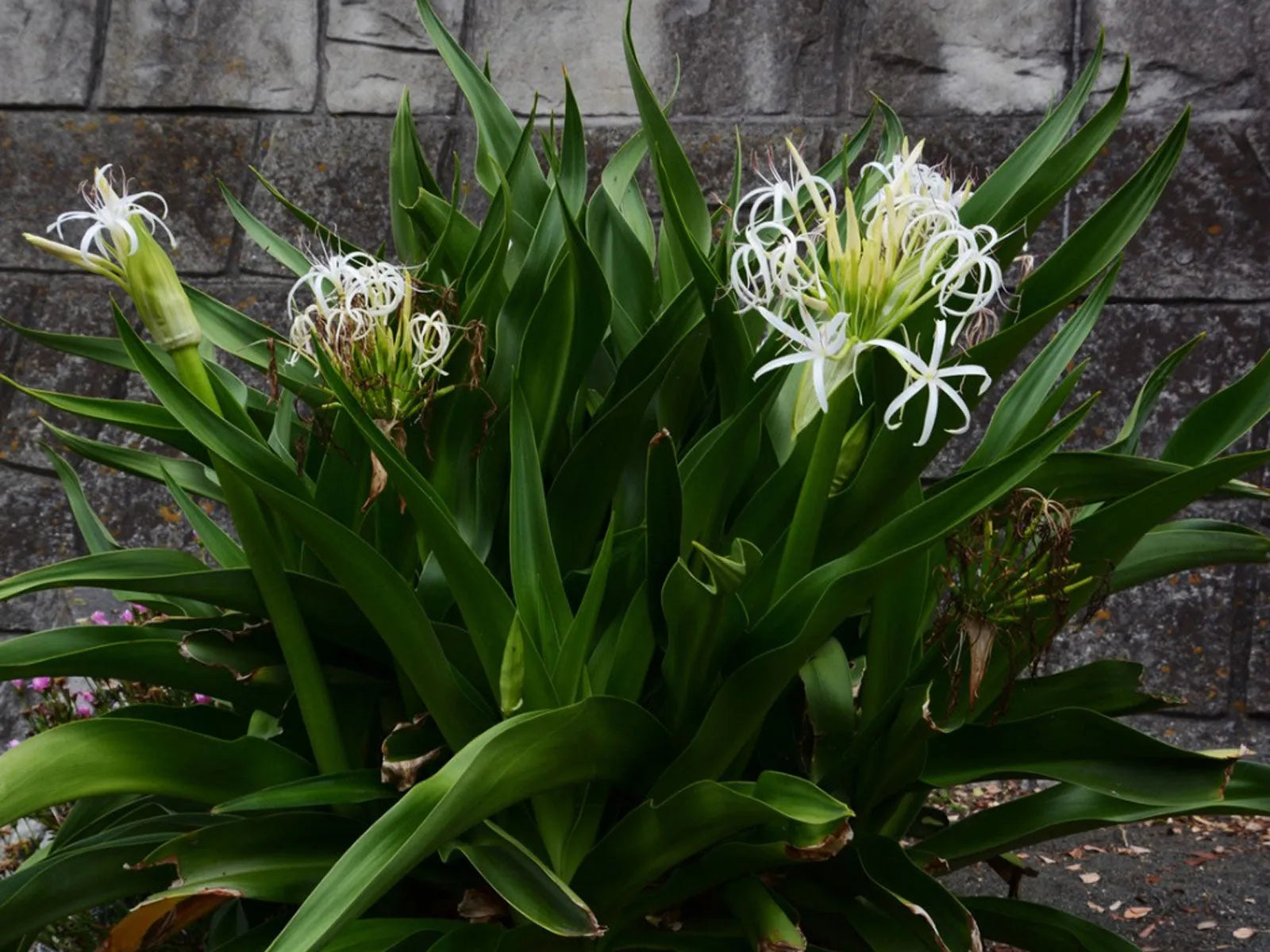 Crinum Lily Rooted Starter Plant - Giant White Spider Lily - Fragrant Tropical Flower - Hardy Bulb Plant - Zone 8-11