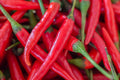 Hot Cayenne Long Slim Pepper Seeds - 40+ Non-GMO Heirloom Capsicum annuum for Spicy Garden, Culinary Use