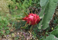 Red Flesh Dragon Fruit Cuttings - 8 Inch Unrooted Hylocereus undatus Self-Pollinating Pitaya Plant for Propagation