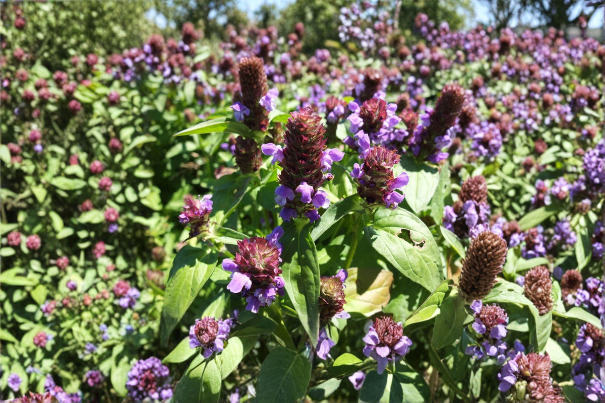 Heal All Prunella vulgaris Seeds – Perennial Medicinal Herb Groundcover, Purple Flowers, Pollinator-Friendly, Low Maintenance, 100 Seeds