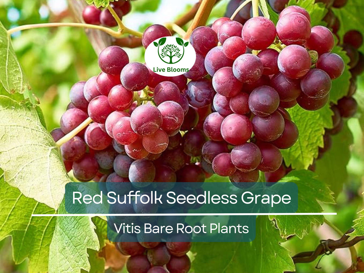 Red Suffolk Seedless Grape Plant – Bare Root Vitis labrusca 'Suffolk Red' for Garden, Trellis, or Arbor
