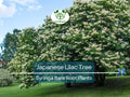 Japanese Lilac Tree Bare Root – Syringa reticulata – Fragrant White Summer Blooms – Ornamental Shade Tree for Gardens and Landscaping