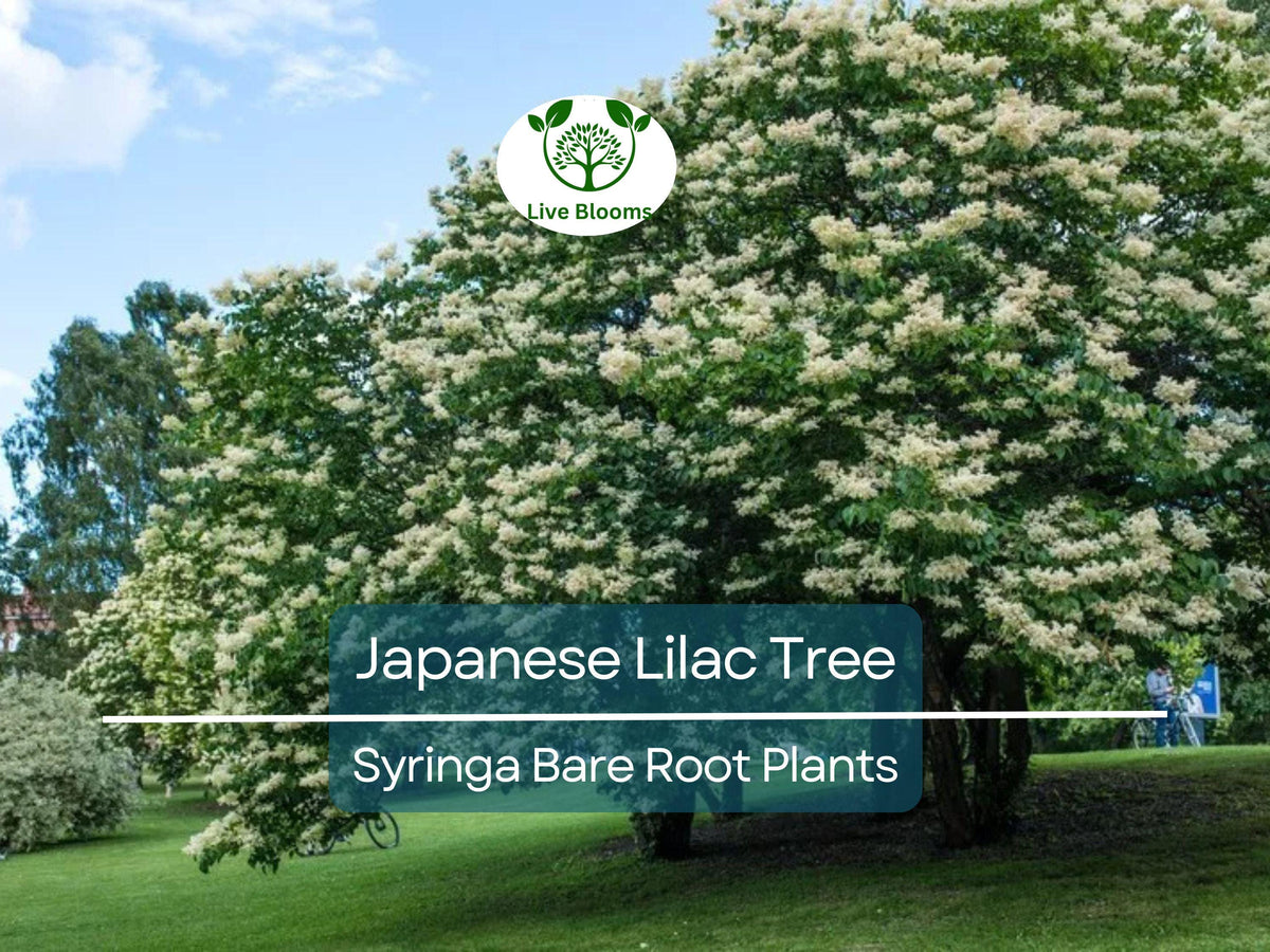 Japanese Lilac Tree Bare Root – Syringa reticulata – Fragrant White Summer Blooms – Ornamental Shade Tree for Gardens and Landscaping