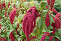 Love Lies Bleeding Seeds – Amaranthus caudatus – Dramatic Red Hanging Flowers – Ornamental Annual for Gardens and Cut Flowers