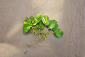 Golden Pothos Rooted Cuttings - 10 Leaves with Roots, Epipremnum aureum, Indoor Houseplant, Trailing Vine