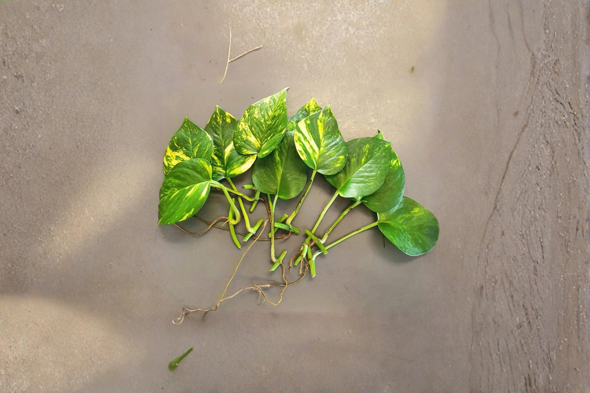 Golden Pothos Rooted Cuttings - 10 Leaves with Roots, Epipremnum aureum, Indoor Houseplant, Trailing Vine