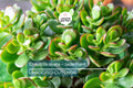 Crassula Ovata Jade Plant Cuttings – 2 Healthy Succulents (3-5") for Indoor & Outdoor Decor, Easy Care, Drought Tolerant, Air Purifying