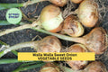 3pcs Walla Walla Sweet Onion Seeds – Heirloom Allium cepa for Salads, Grilling & Cooking