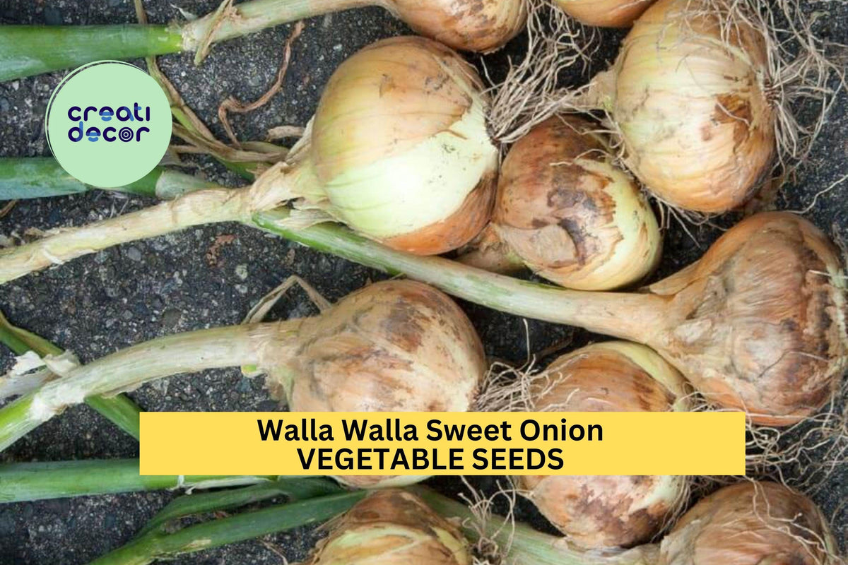 3pcs Walla Walla Sweet Onion Seeds – Heirloom Allium cepa for Salads, Grilling & Cooking