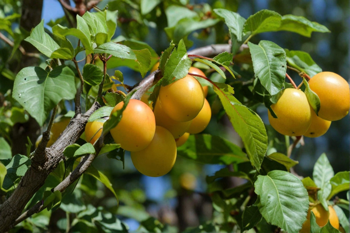 Golden Nectar Plum Cuttings – Prunus salicina Grafting Wood, 5+ Inch Fresh Propagation Material