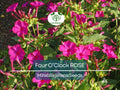 25 Four O’Clock Rose Seeds – Mirabilis jalapa, Pink Fragrant Flowers, Hummingbird Magnet, Non-GMO Perennial Garden Seeds