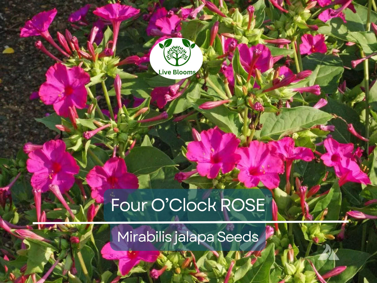 25 Four O’Clock Rose Seeds – Mirabilis jalapa, Pink Fragrant Flowers, Hummingbird Magnet, Non-GMO Perennial Garden Seeds