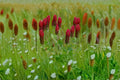 Crimson Clover Seeds, Trifolium incarnatum, Cover Crop, Pollinator Plant, Nitrogen Fixer, 100 Seeds